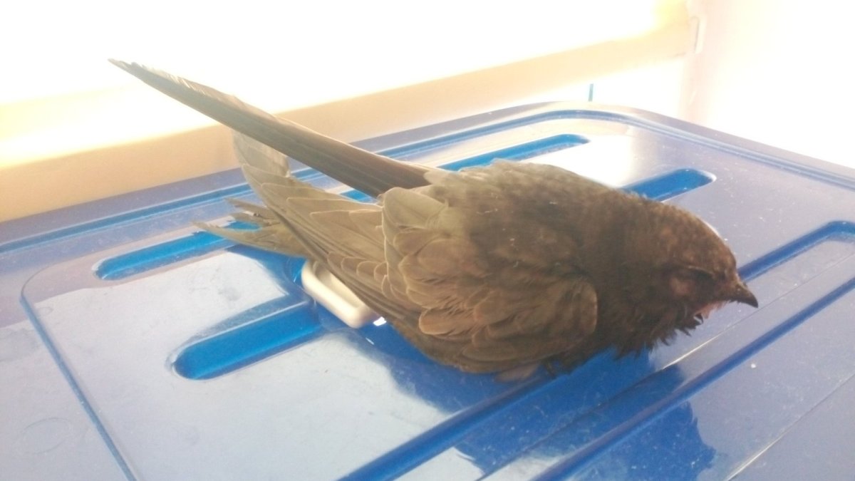 Елена Стриж фото