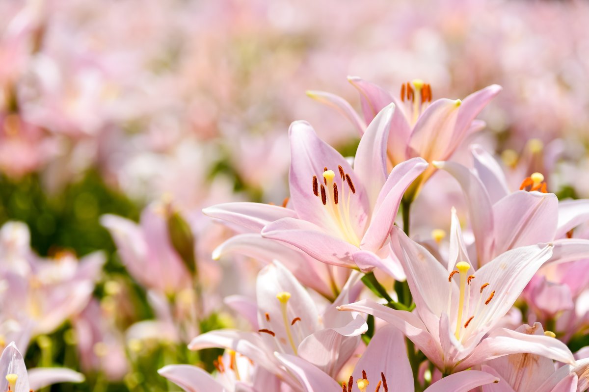 Самые красивые лилии