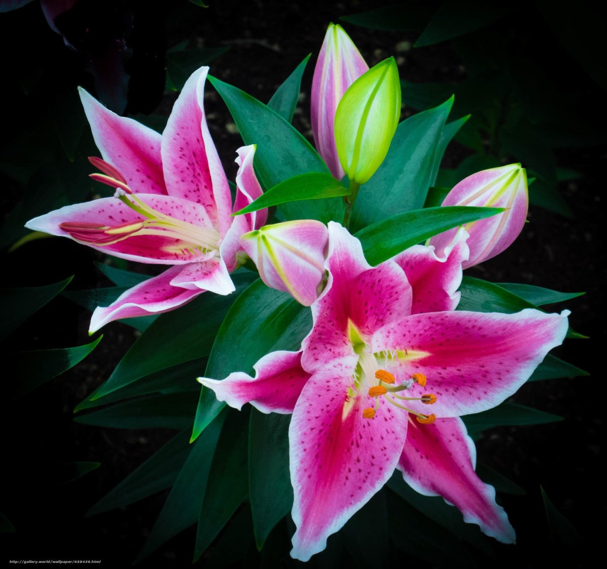 Лилия Roselily Elena