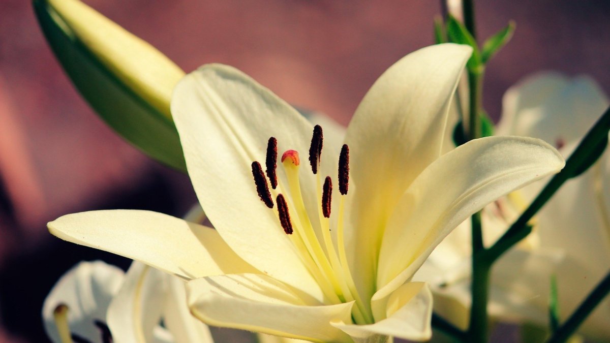 Лилия цветок