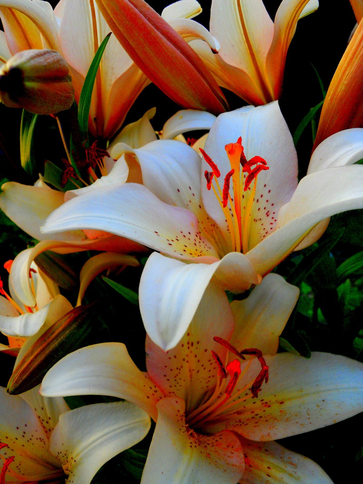 Лилия Арриба