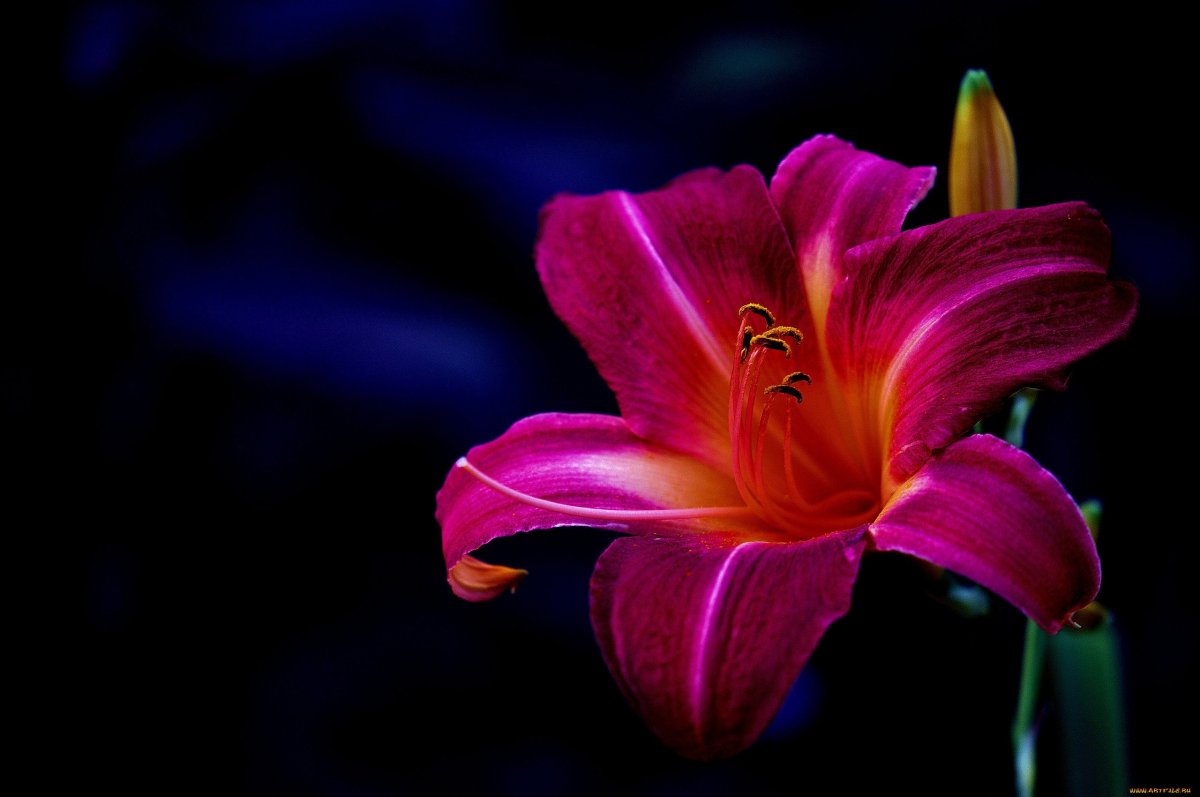 Лилия фулл Мун