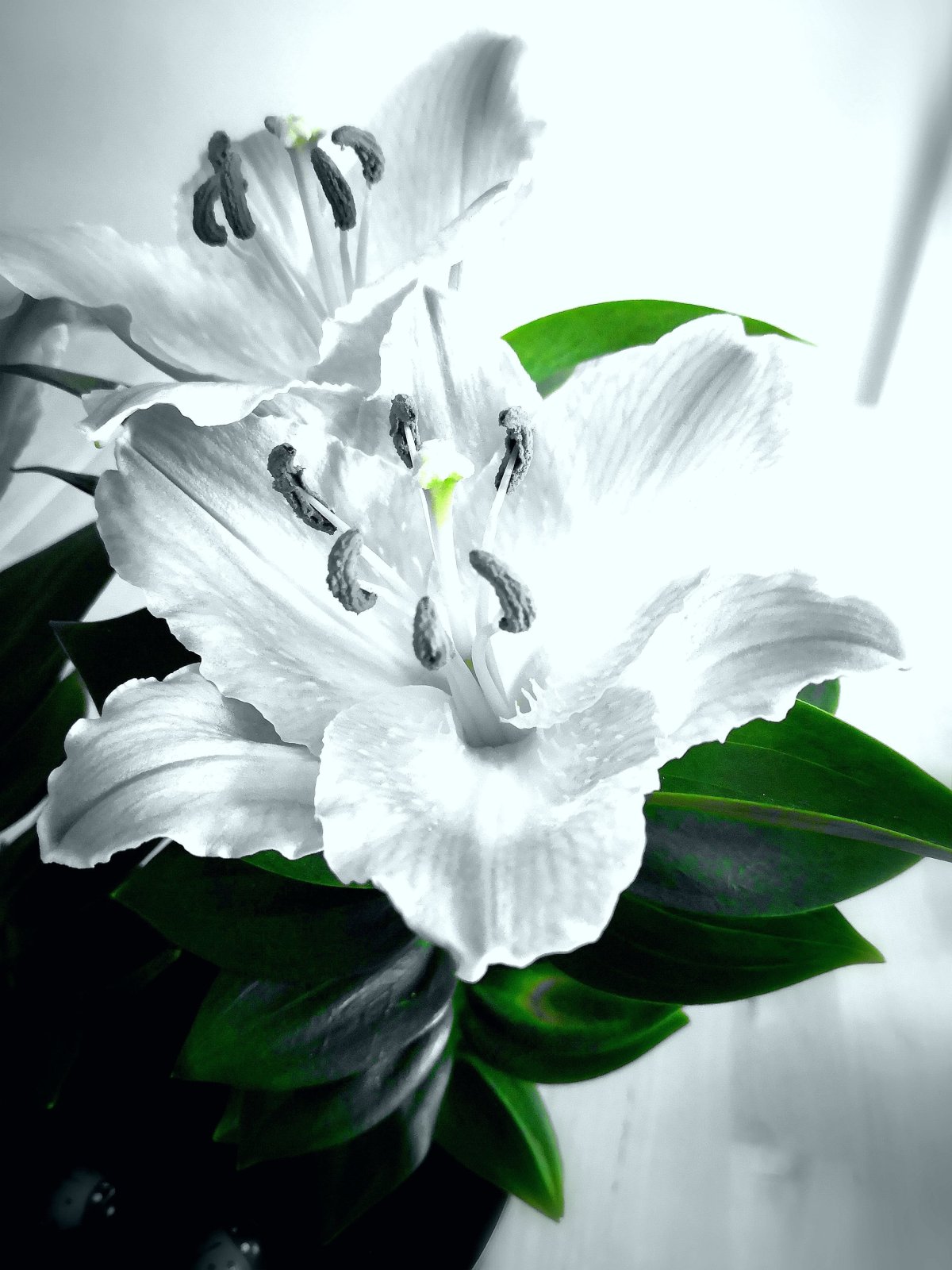 Чёрная Лилия цветок