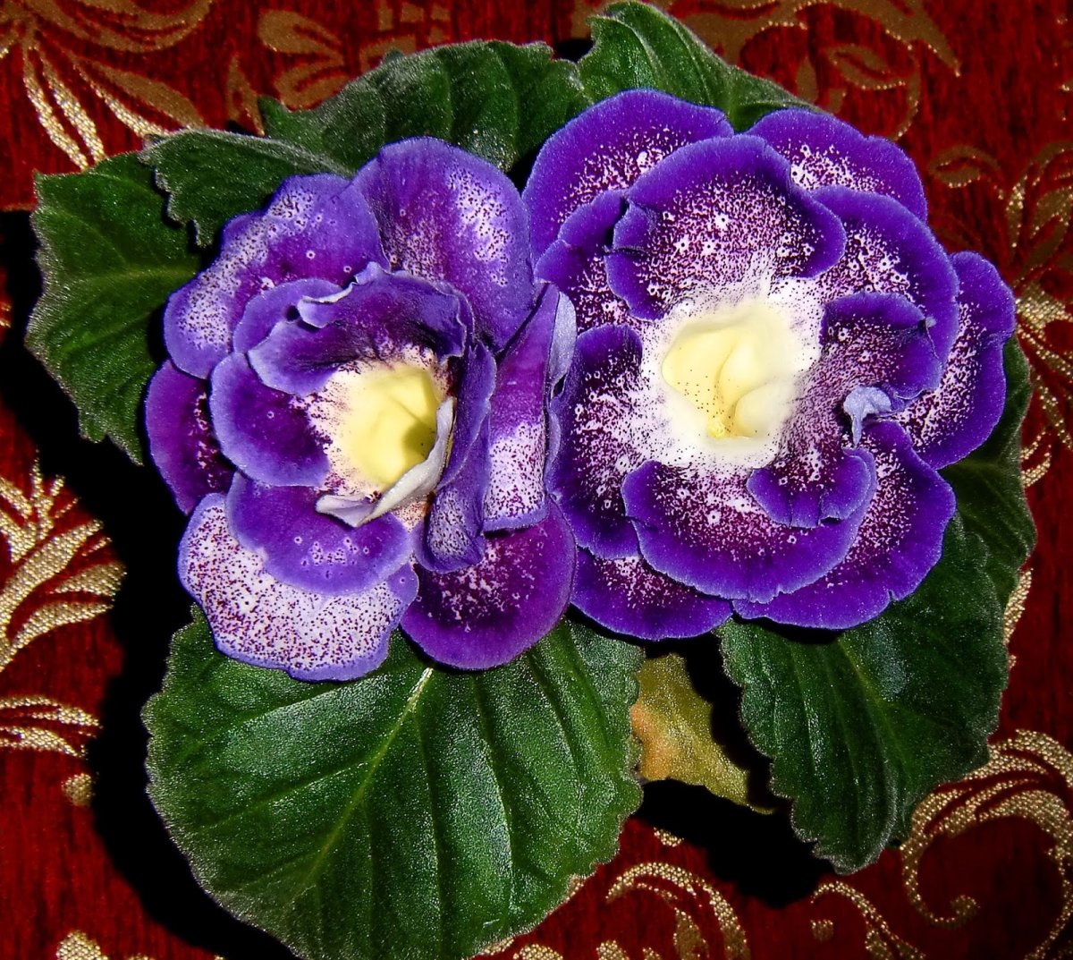 Глоксиния Шаганэ махровая