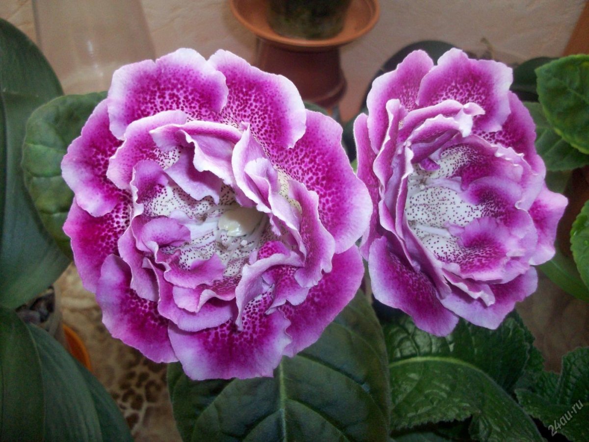 Глоксиния Млечный путь