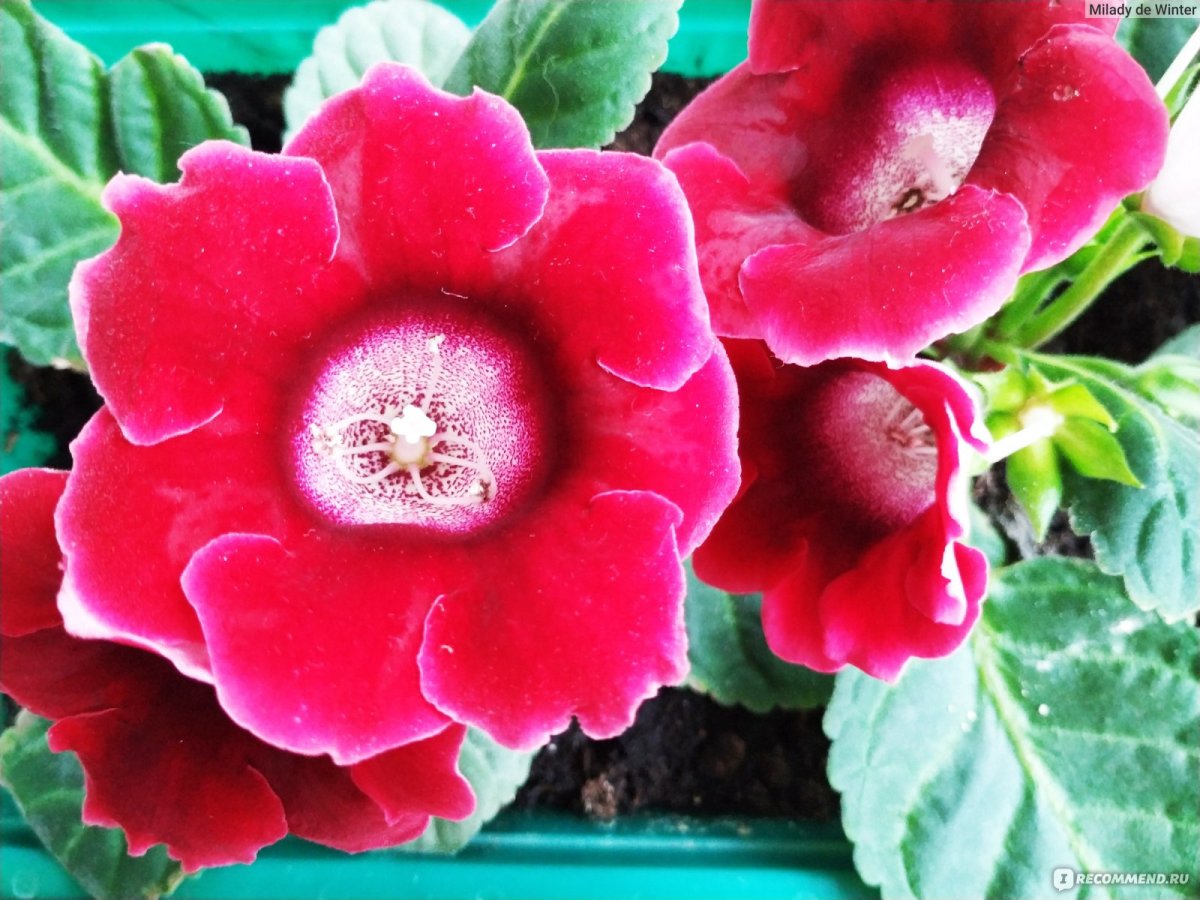 Глоксиния Офелия