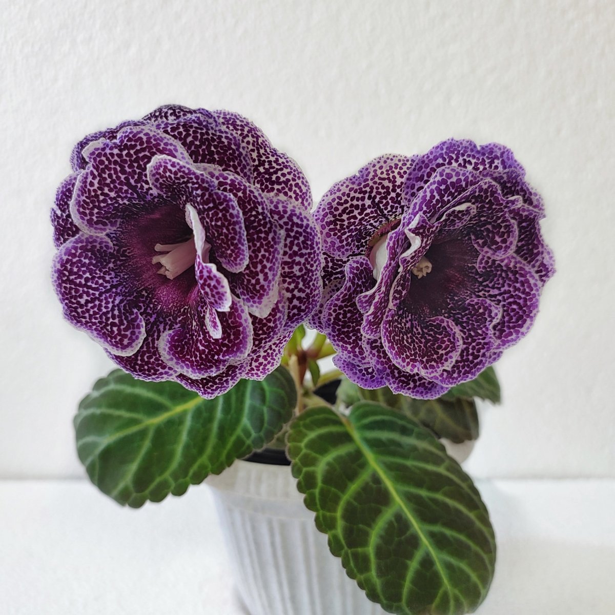 Цветок глоксиния