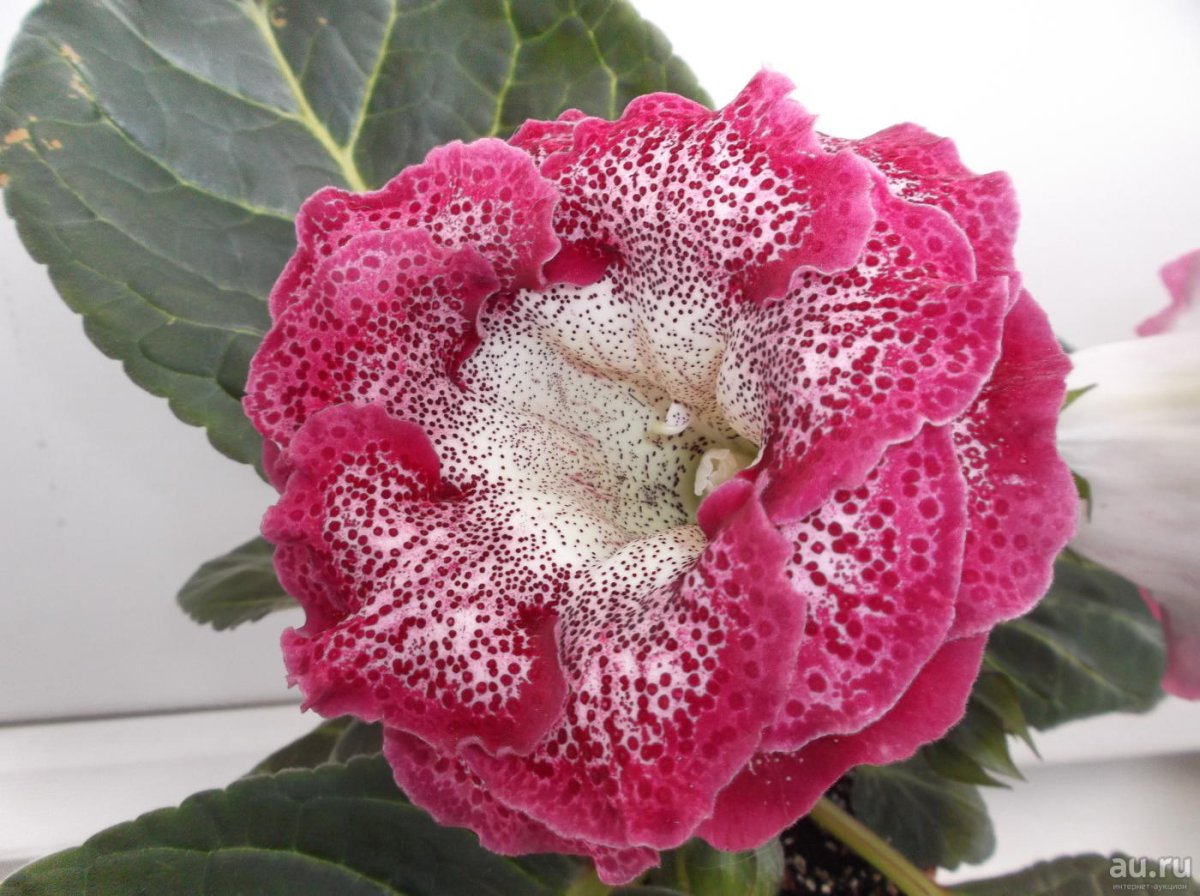 Глоксиния лав Божоле