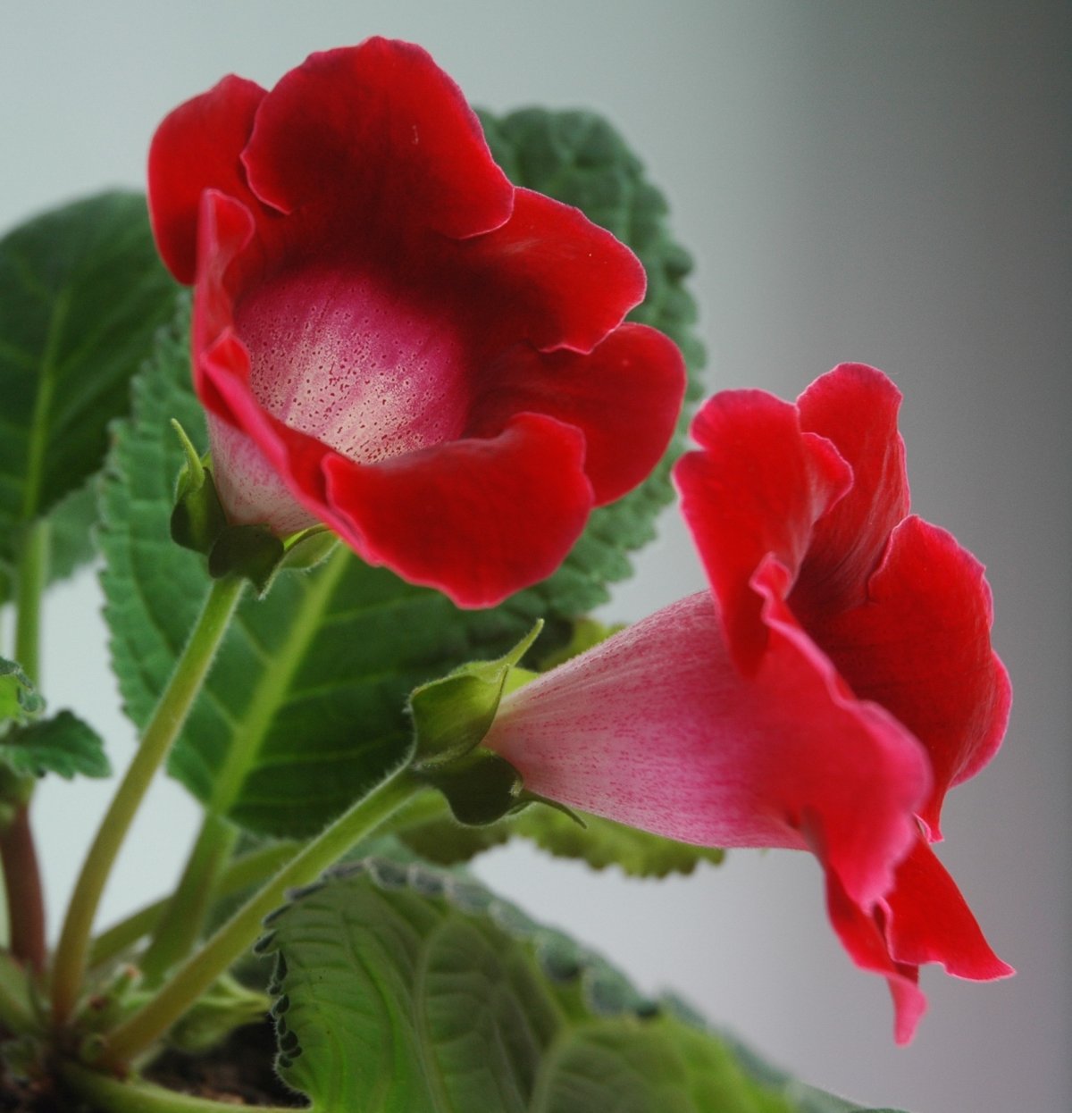 Глоксиния Эстет