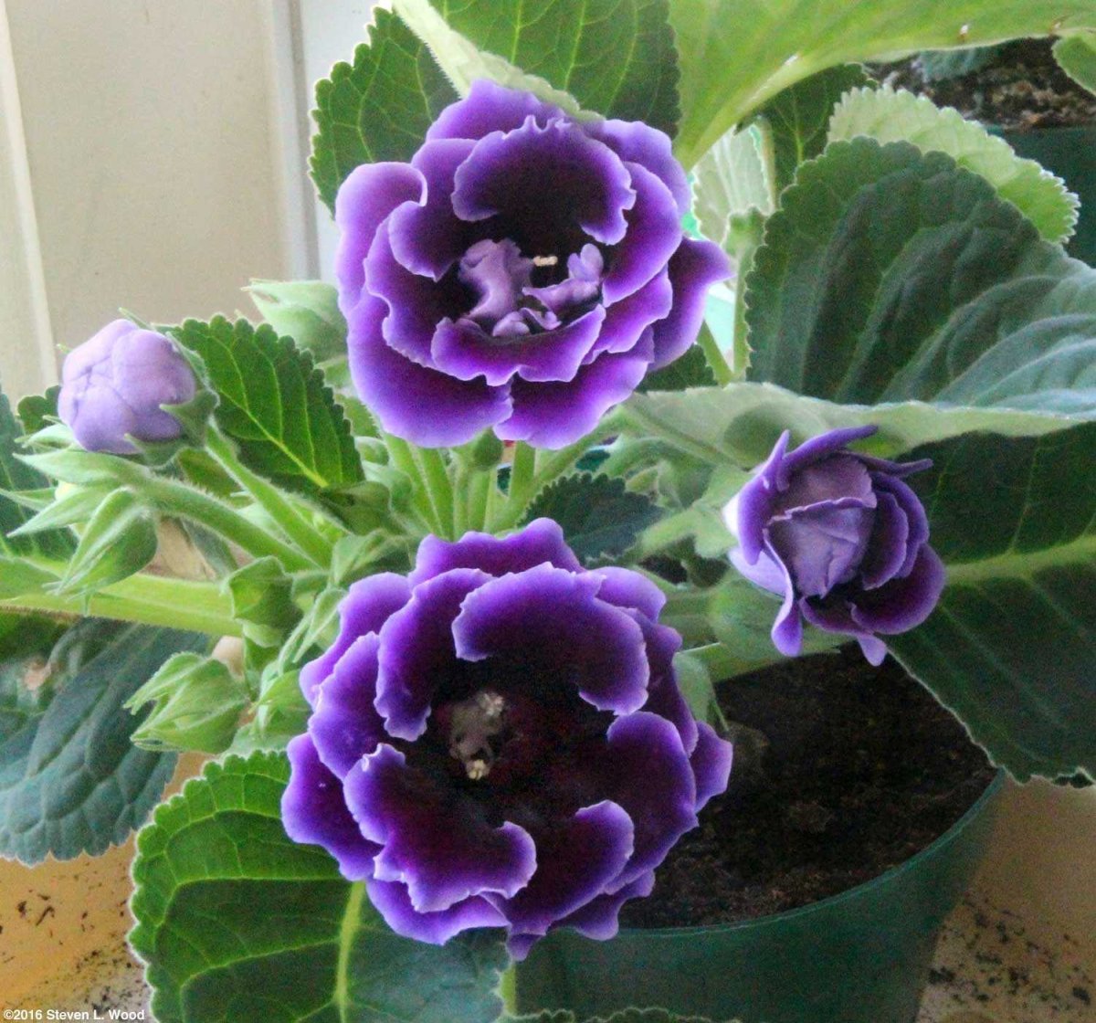 Глоксиния (синнингия) прекрасная