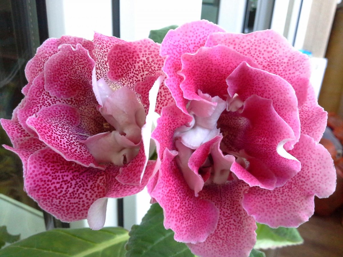 Глоксиния гибридная Аванти f1