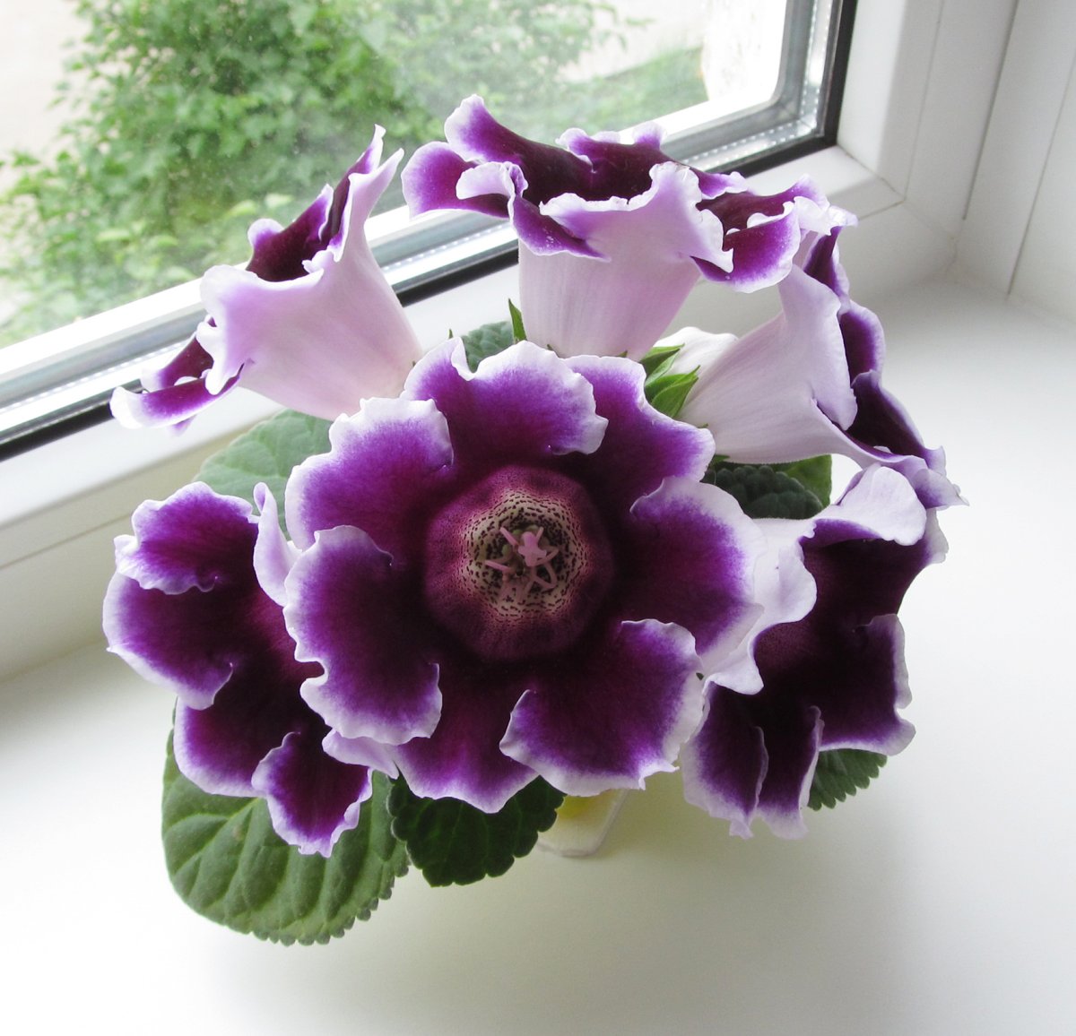 Глоксиния НГ-Арлекин