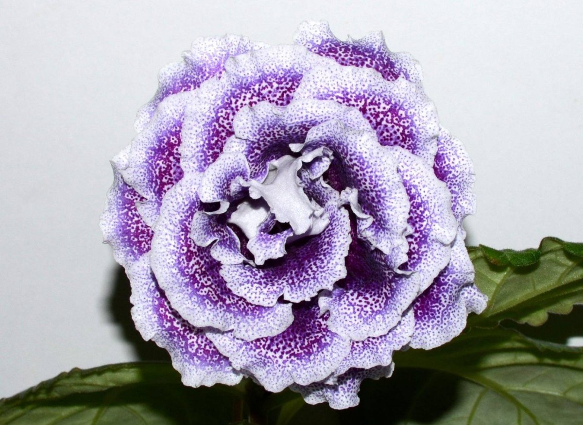 Глоксиния Энигма