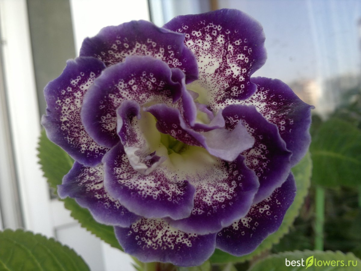 Глоксиния Калатея