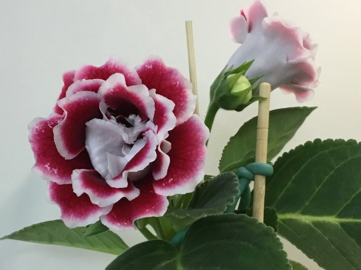 Глоксиния зимняя вишня