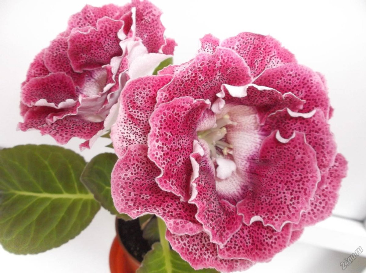 Глоксиния Ен-Эдельвейс