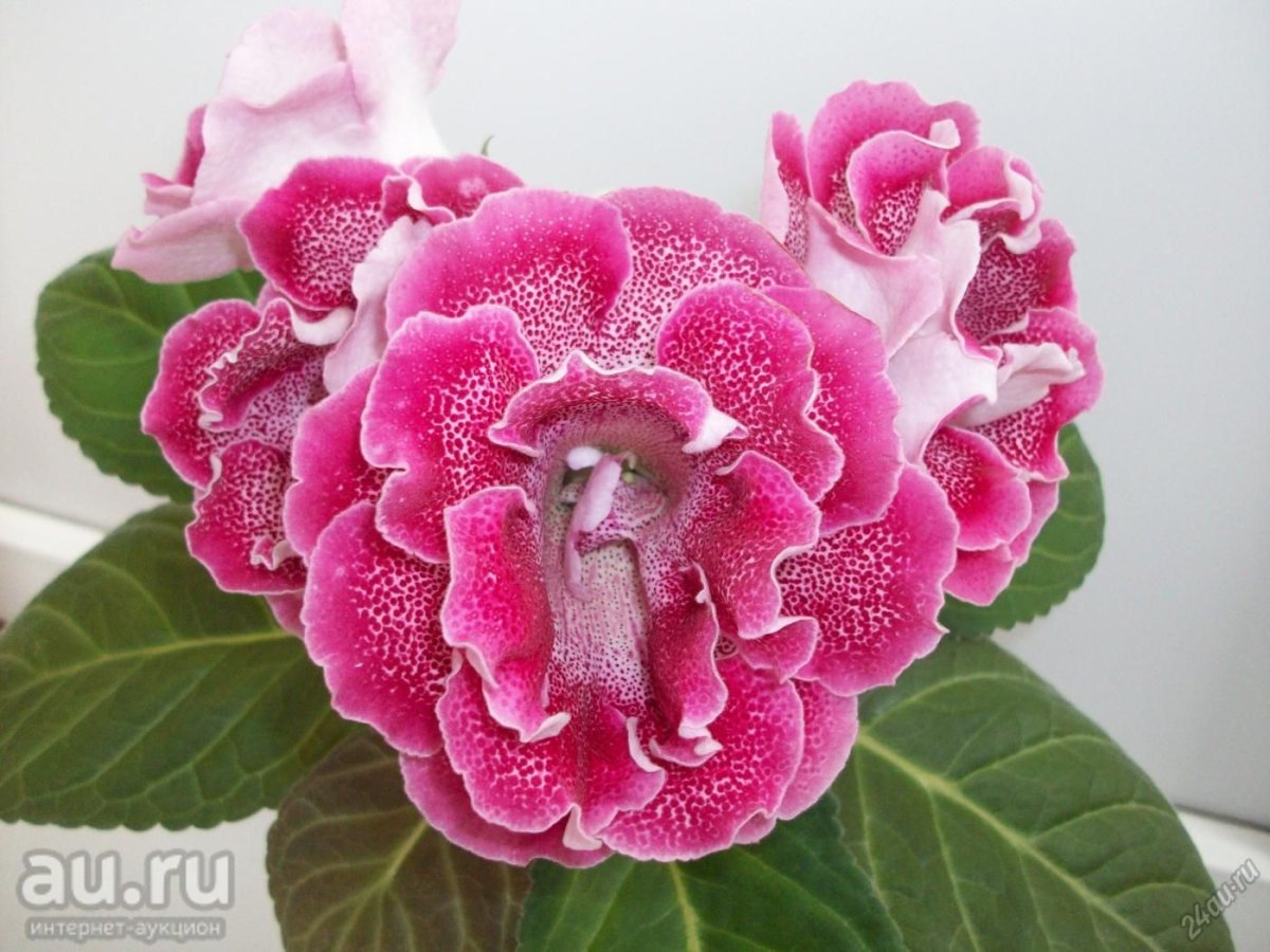 Глоксиния Волшебная флейта