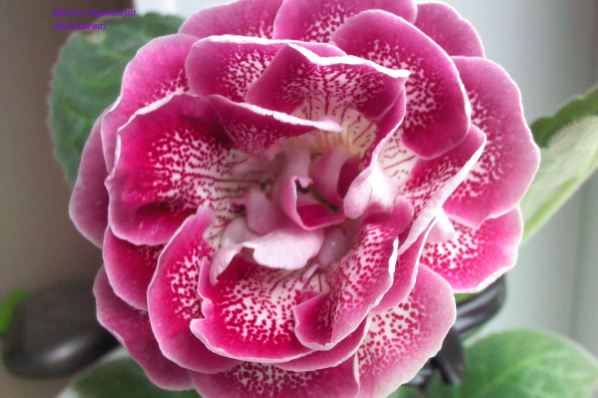 Глоксиния Королевская