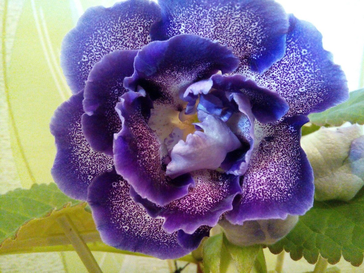 Глоксиния шантильи