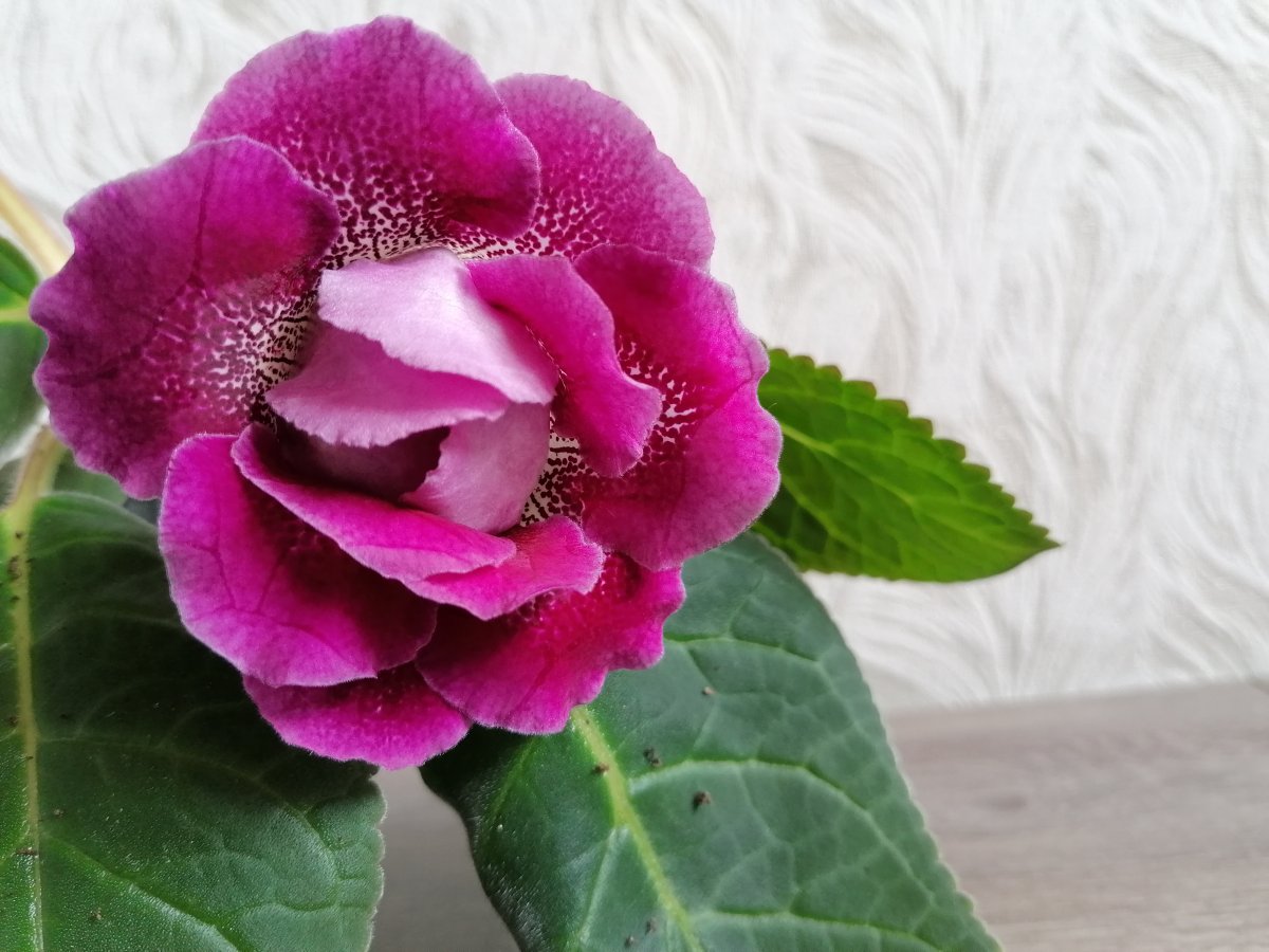 Глоксиния Королевская (синнингия Королевская) (Sinningia Regina Sprague)