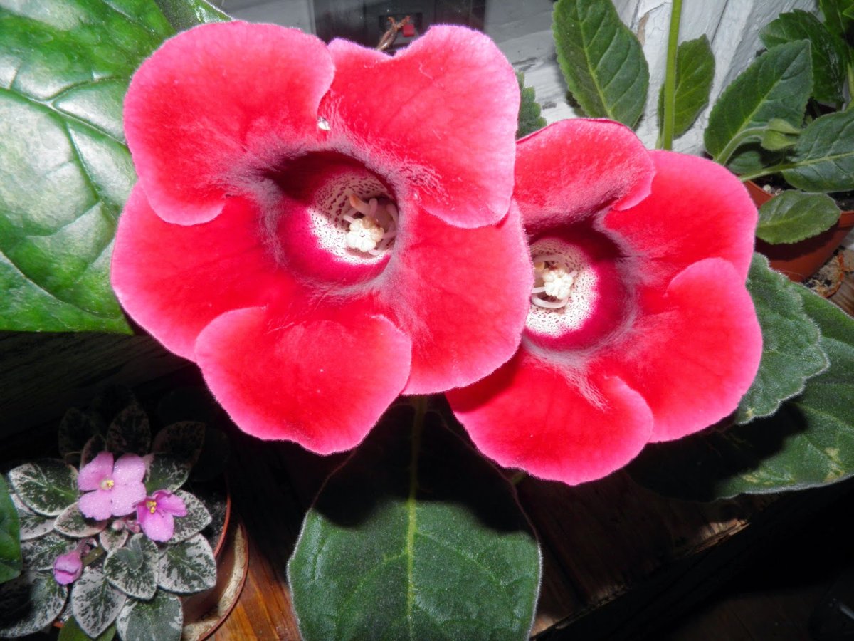 Глоксиния шантильи