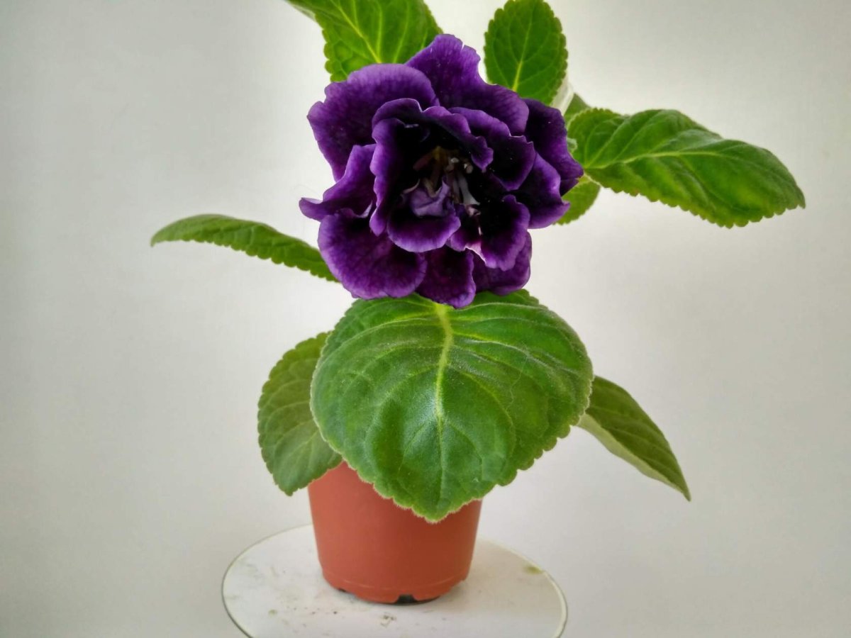 Цветок глоксиния Королевская