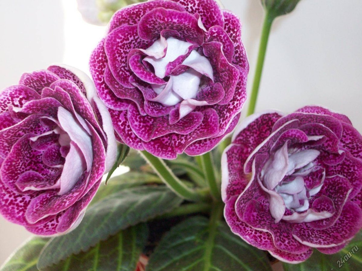 Глоксиния Импресс Парпл