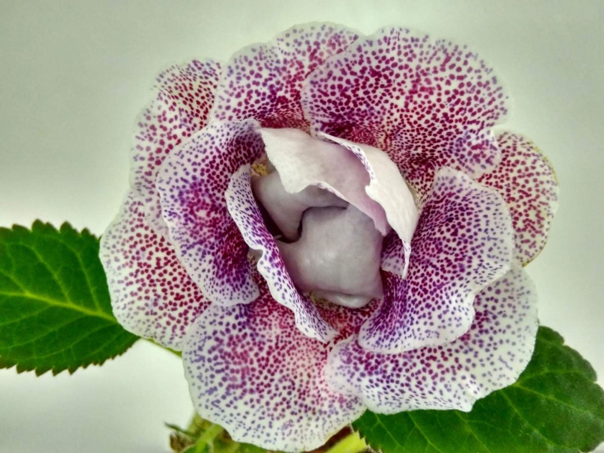 Глоксиния Наполеон махровая