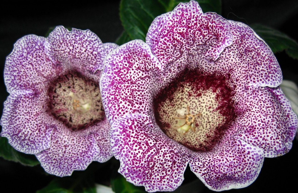 Глоксиния синнингия