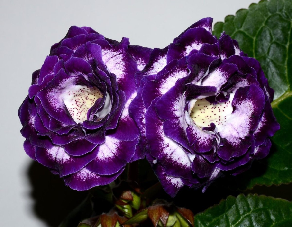 Глоксиния махровая