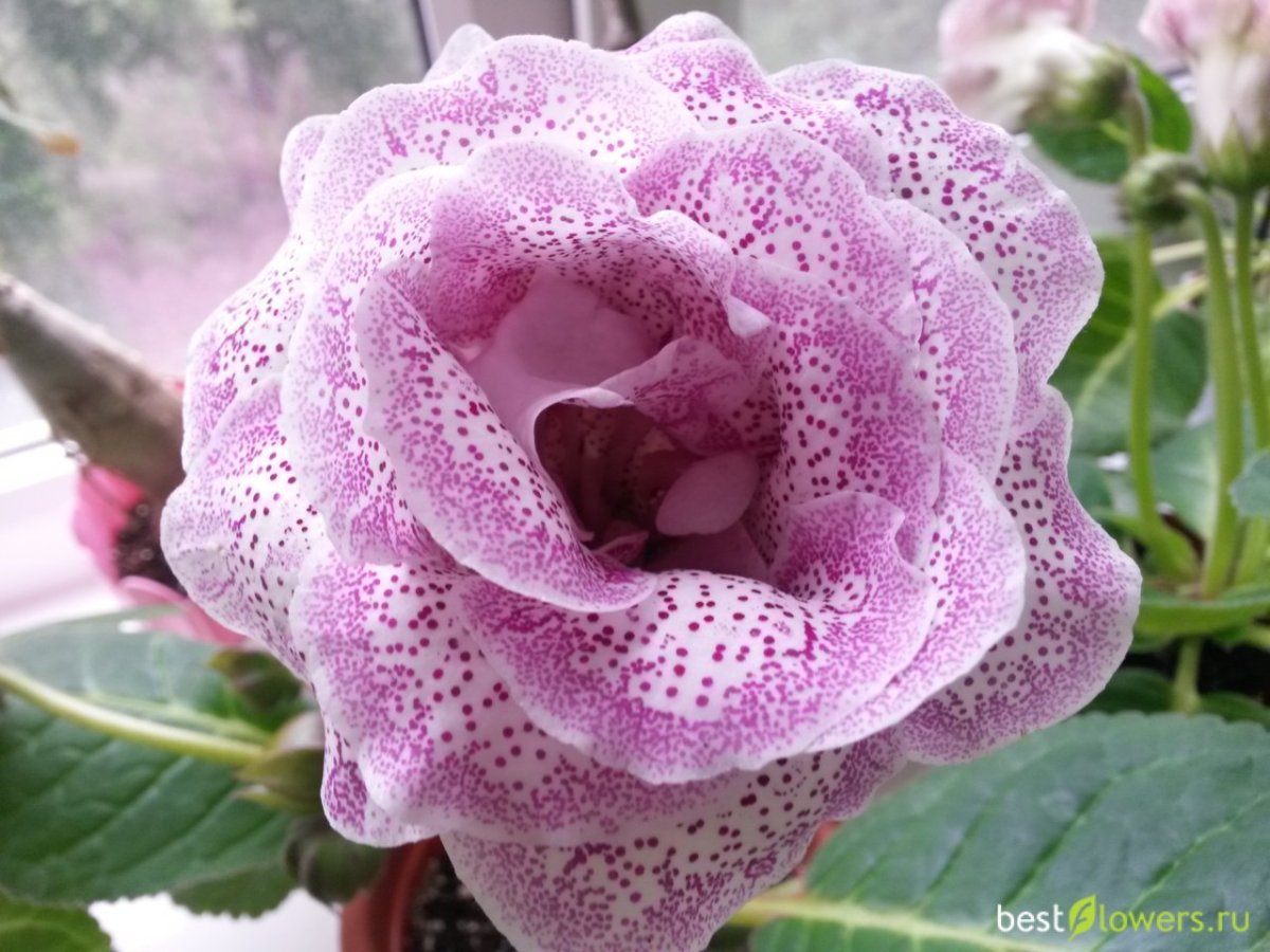 Глоксиния Офелия