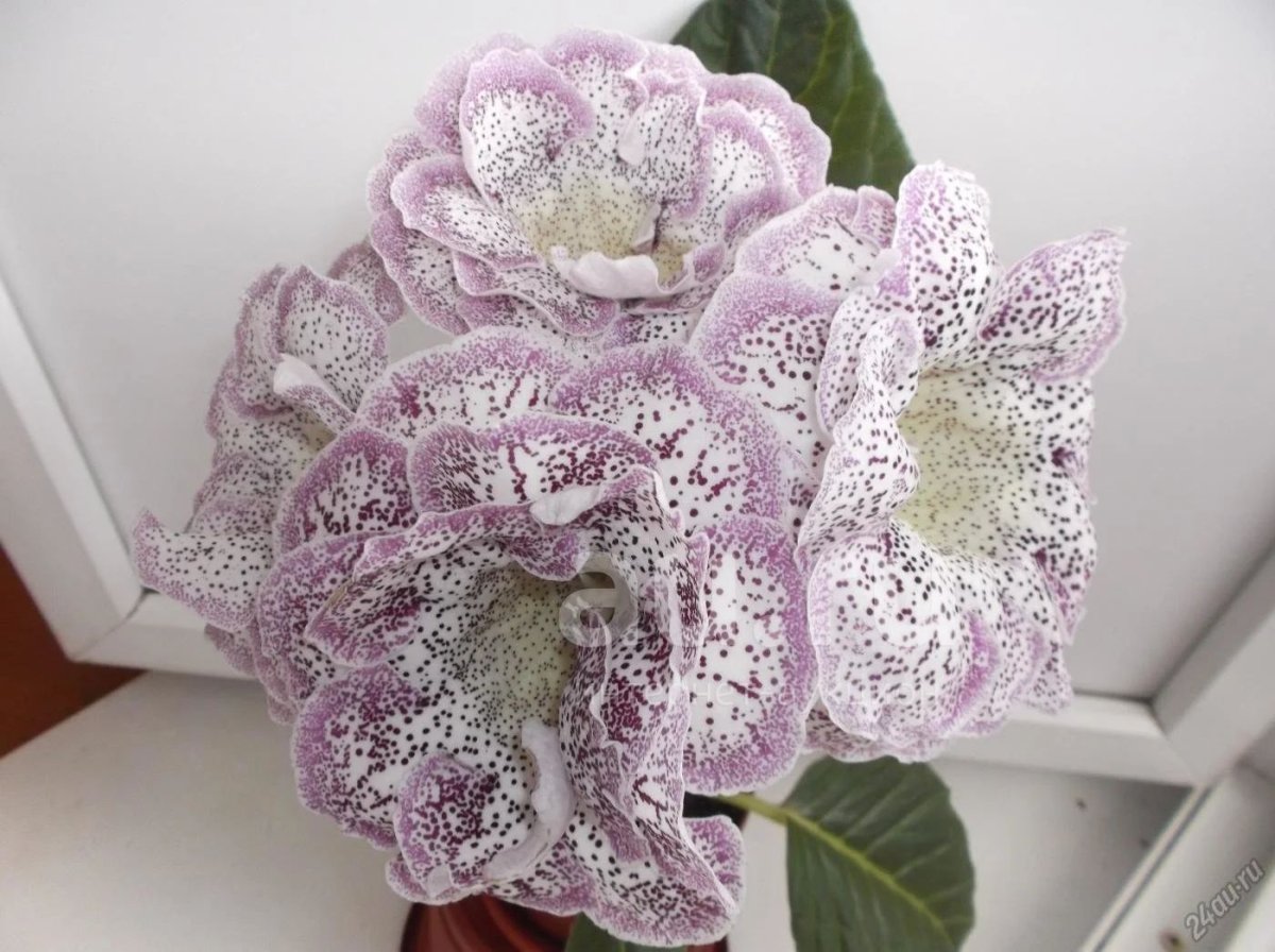 Глоксиния Авангард