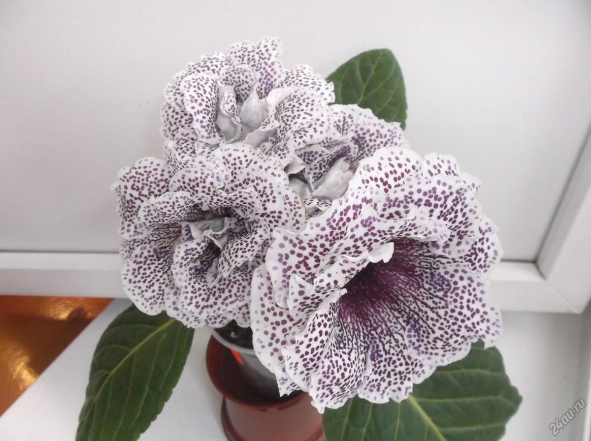 Глоксиния Эдельвейс