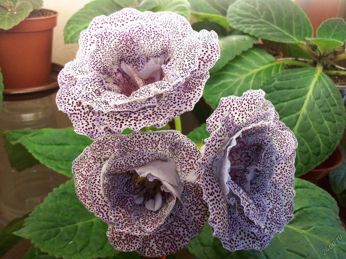 Глоксиния Шаганэ