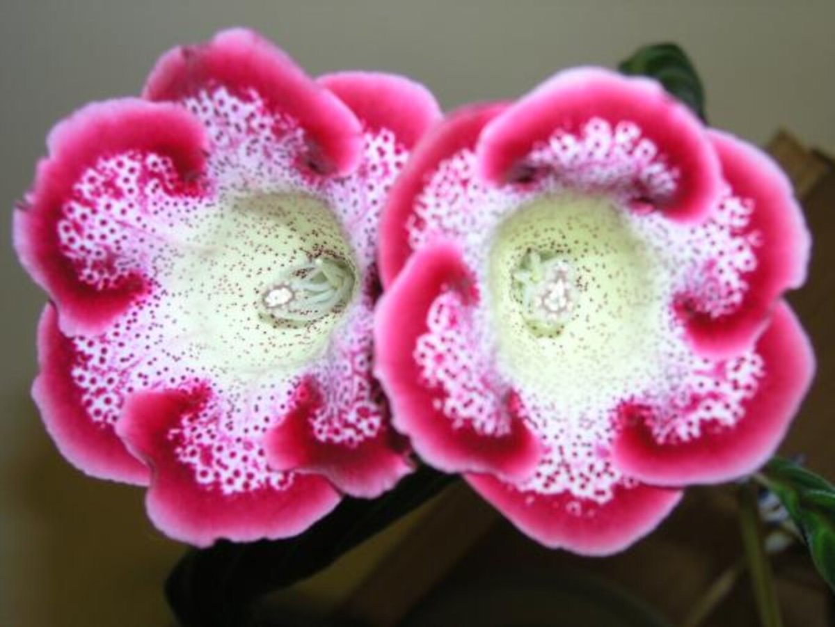 Глоксиния Офелия