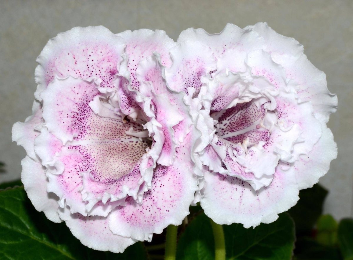 Цветок глоксиния