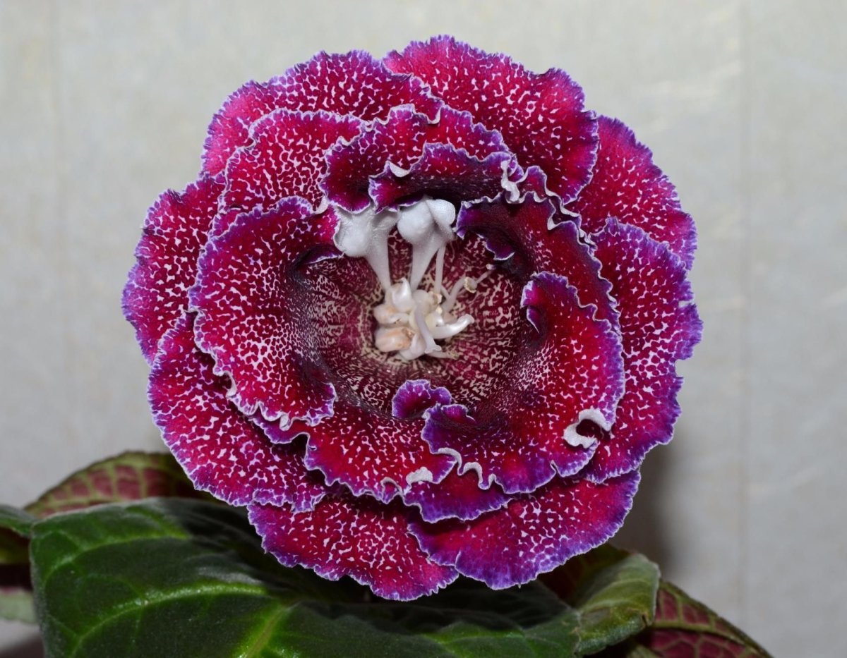 Глоксиния Аванти f1 белая