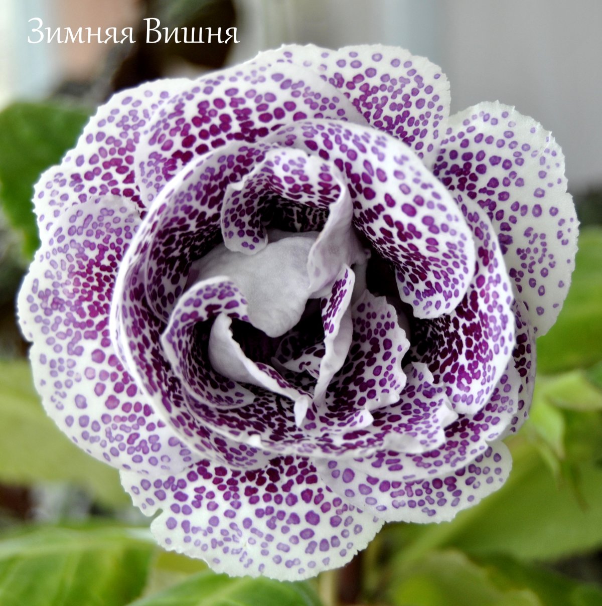 Глоксиния мелкоцветковая