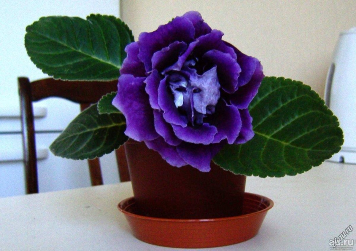 Глоксиния Везувий