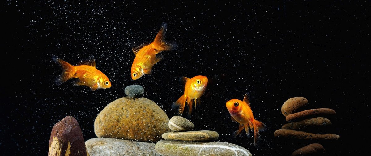 Золотая рыбка в аквариуме мультяшная