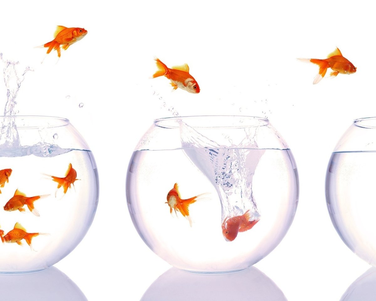 Аквариум Gold Fish 5 л