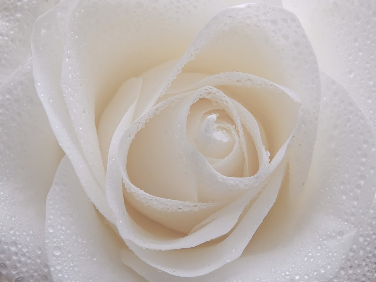 Нежные белые розы