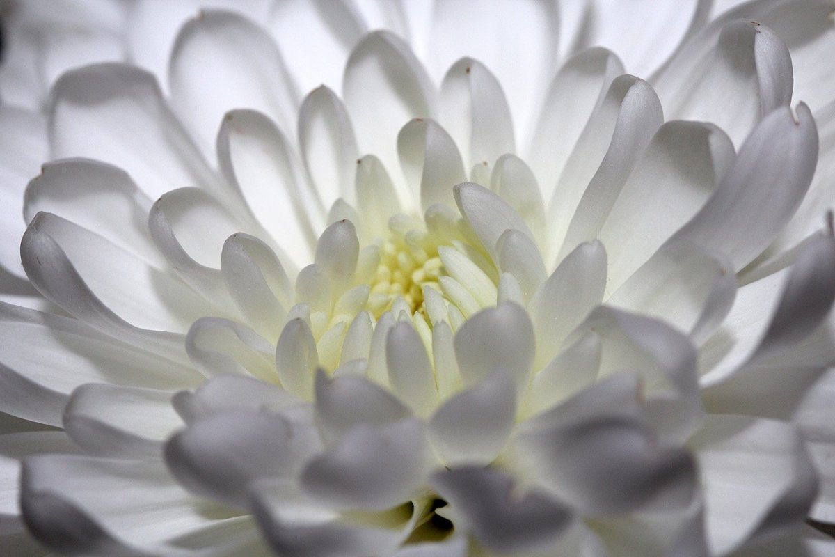 Цветы на бежевом фоне