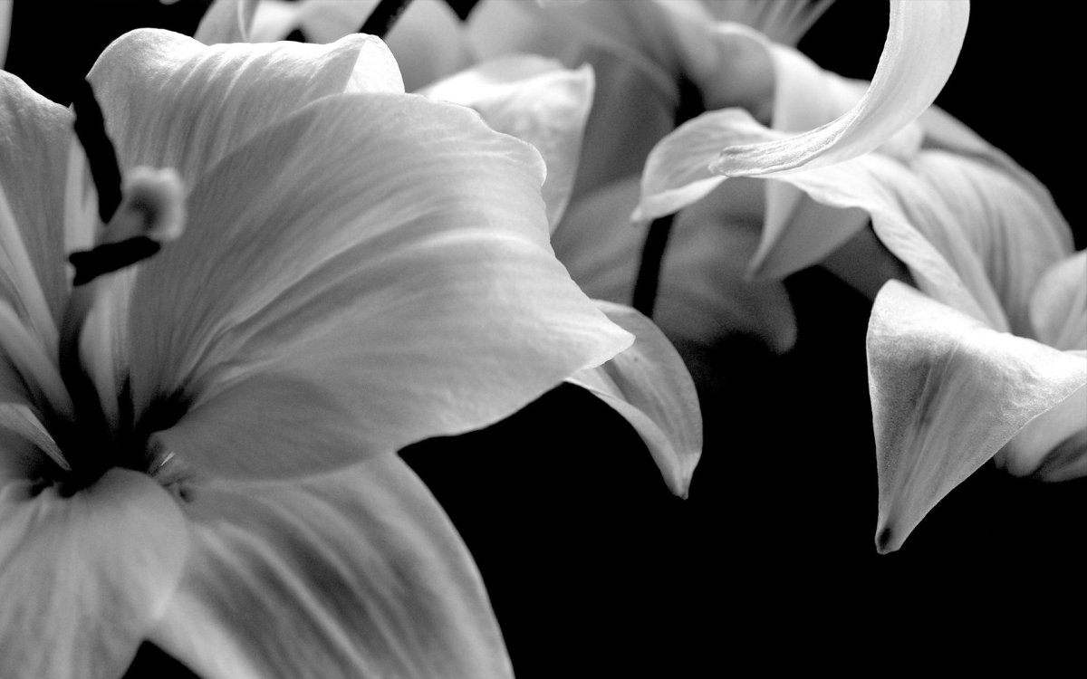 Цветущая сирень белая