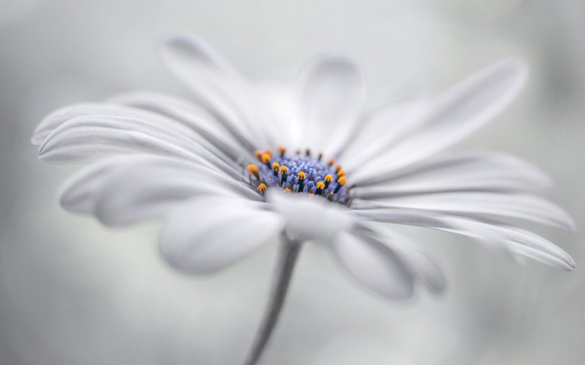 Белые цветы