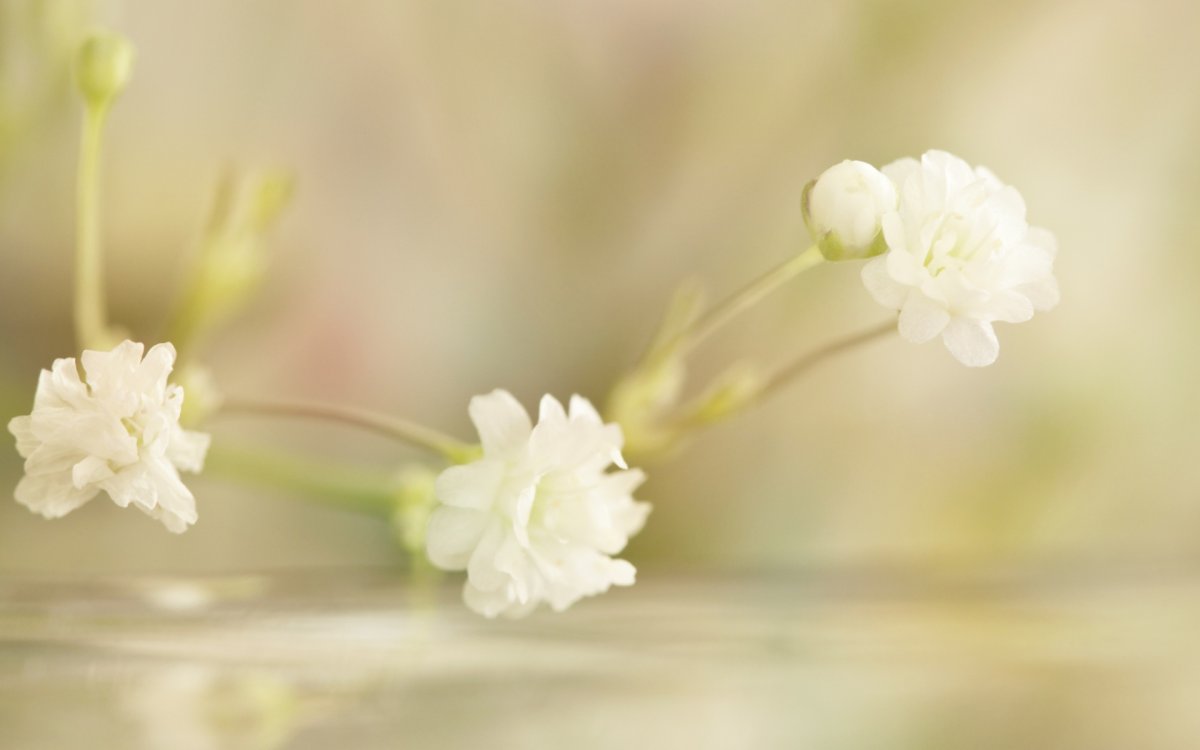 Хризантема крупноцветковая Брайтон