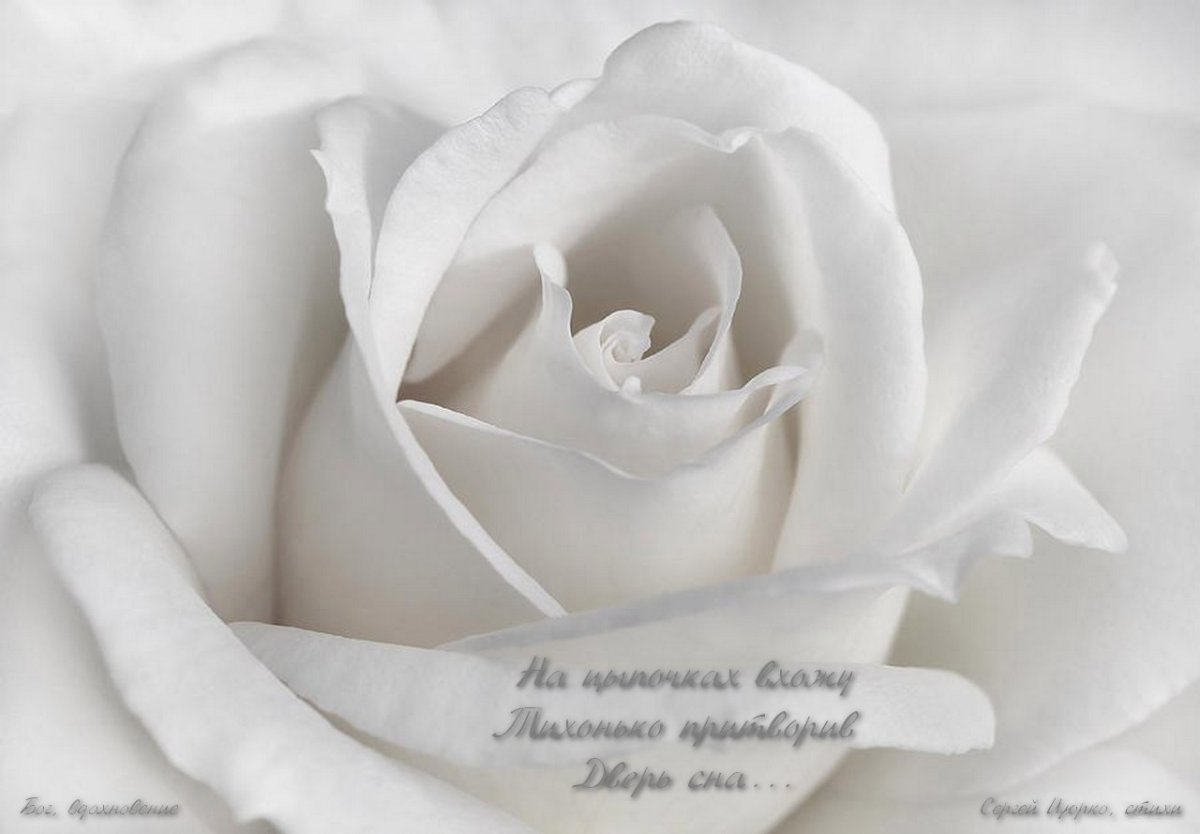 Сакура чубушник