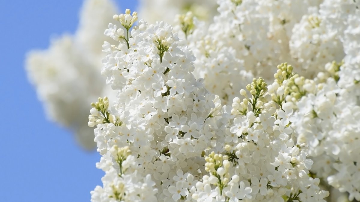 Хризантема белая большая