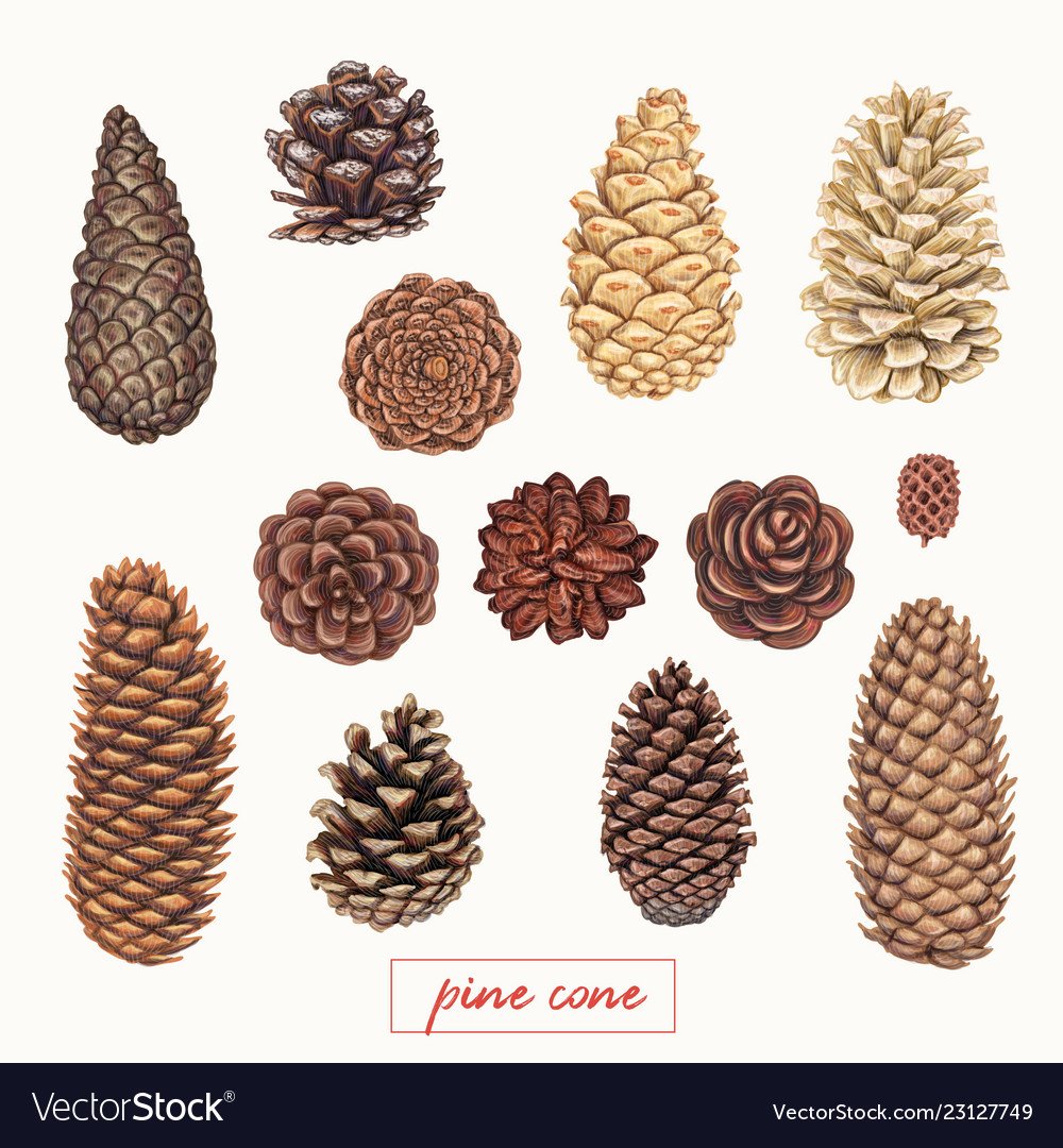 Кедровые шишки для логотипа