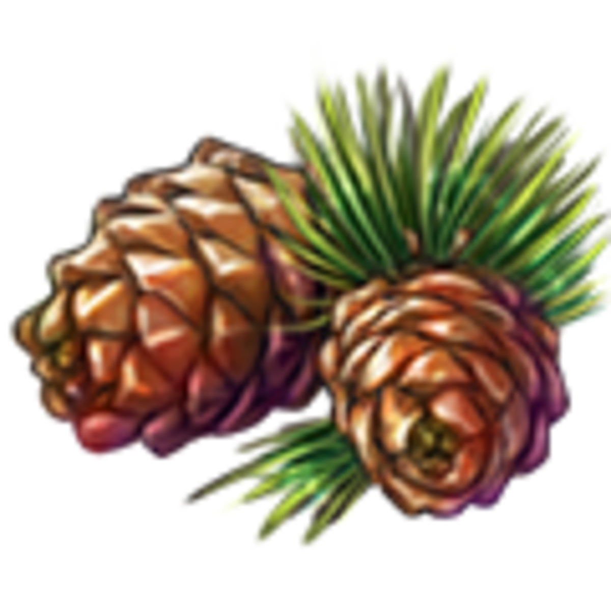 Сосновая ветка на белом фоне